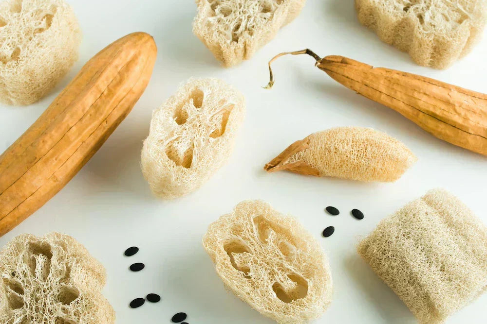 Qu'est-ce que le loofah ? des loofahs entiers et découpés