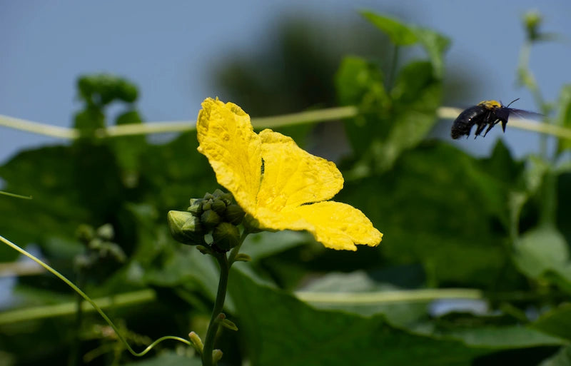 fleur de loofah eponge ecologique