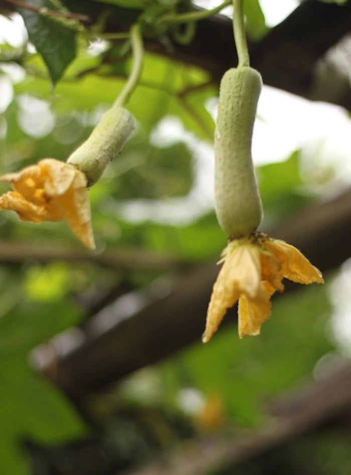 jeune fruit de luffa une eponge zero dechet