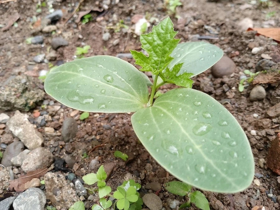 jeune pousse de la plante luffa cylindrica