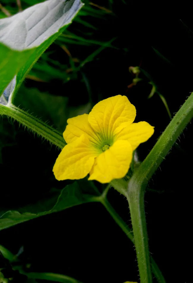 fleur jaune de loofah, qui est une eponge zero dechet