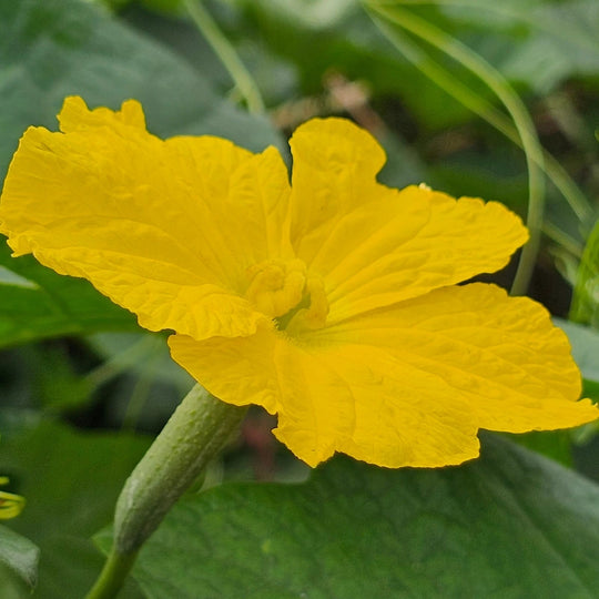 fleur jaune de loofah un soin du corps naturel